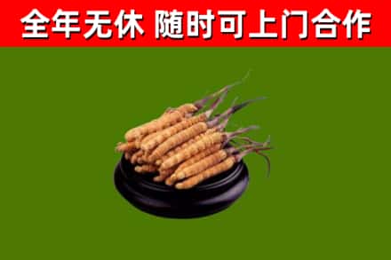 来宾市回收散虫草