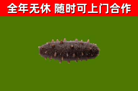 来宾市回收海参干